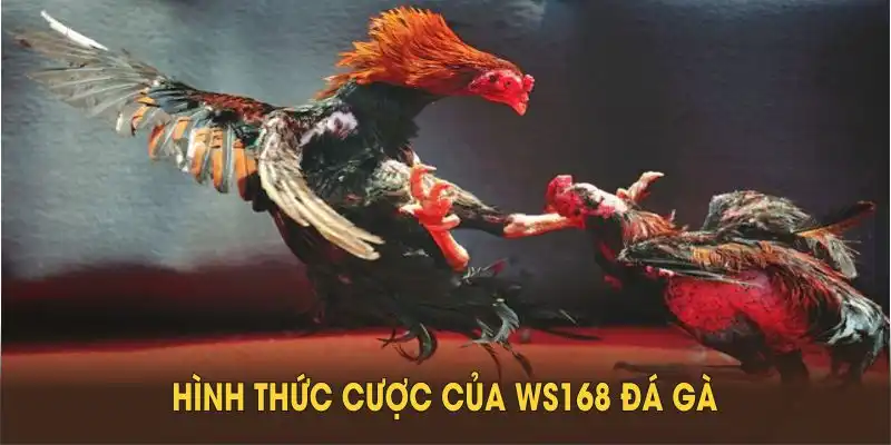 Khám phá hình thức cược của WS168 đá gà bạn không nên bỏ lỡ
