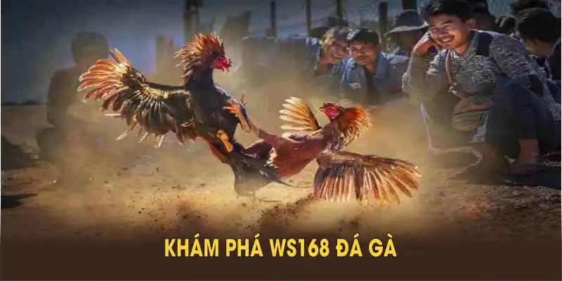 Khám phá WS168 đá gà qua những tính năng hỗ trợ thành viên