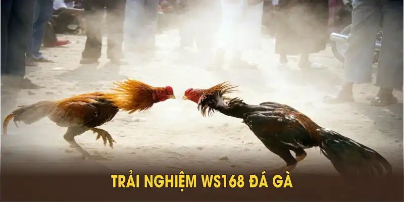 Trải nghiệm WS168 đá gà vượt trội nhờ uy tín, công nghệ tiên tiến