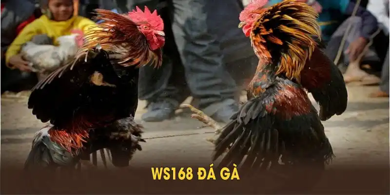 WS168 đá gà